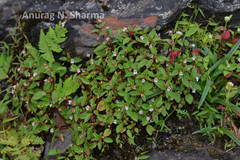 Impatiens pendula